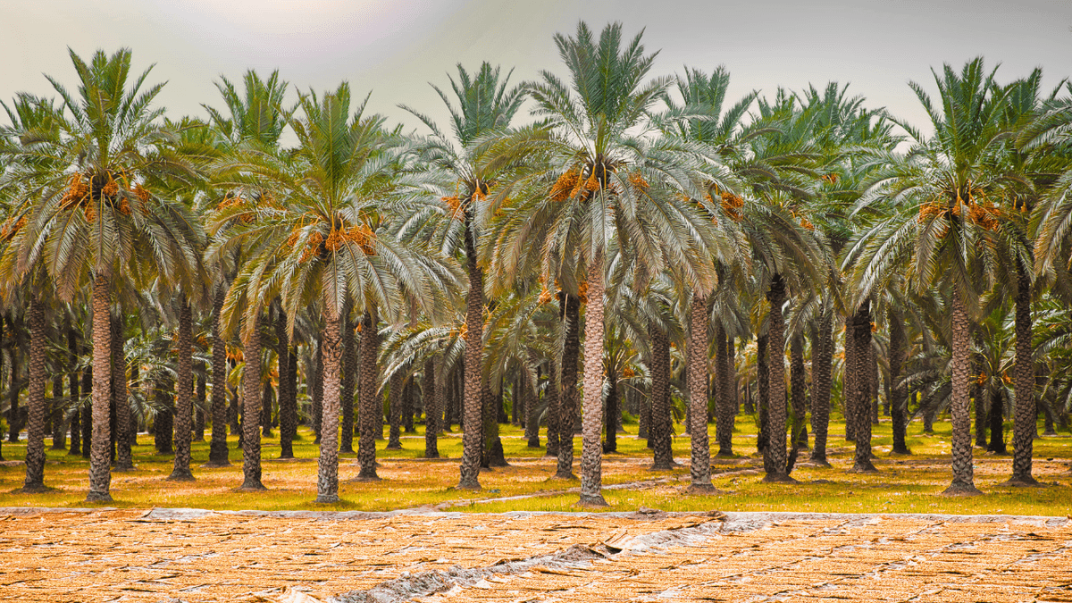 Workers processing premium Pakistani dates at Al-Syed Brothers factory